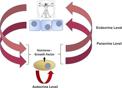 Over-expression by degradation rescue of RTKs via cancer-secreted autocrine growth factors: a Phospho-degron-driven actionable layer of post-translational regulation?